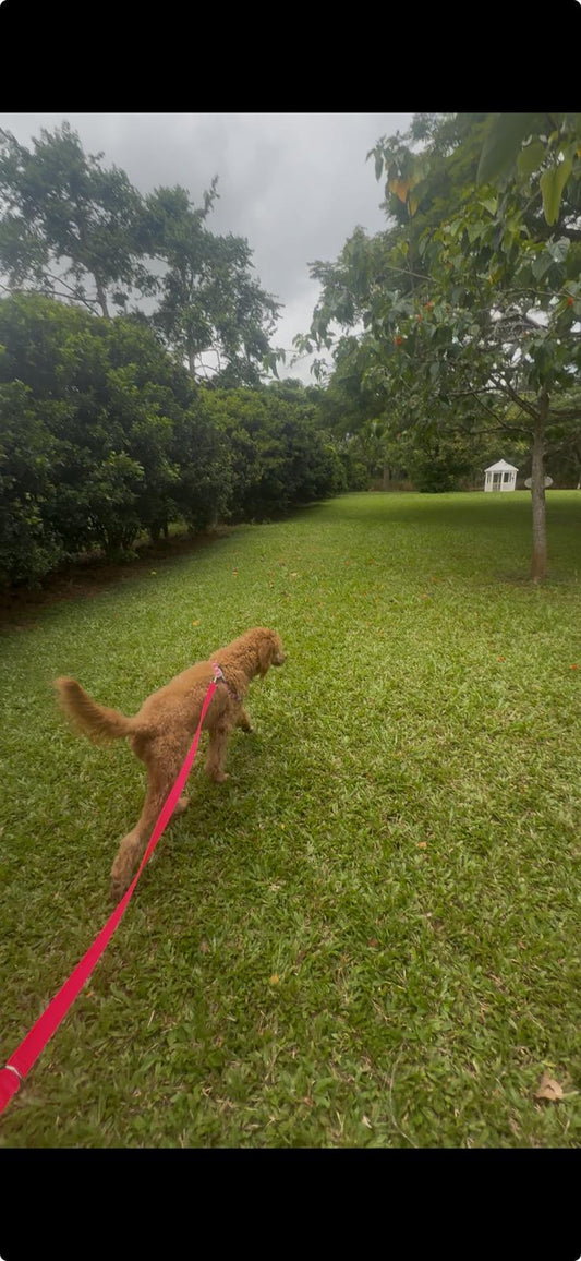 Explore Kaua‘i with a Shelter Dog: The Field Trip Program You’ll Love