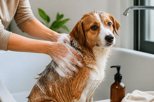 Natural Dog Shampoo for Itchy Skin: How to Soothe